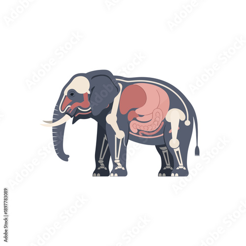 Anatomical illustration of an elephant showcasing its skeletal and internal organ structure, highlighting biological systems