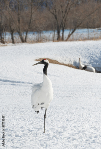 Red-crowned Crane standing on snow