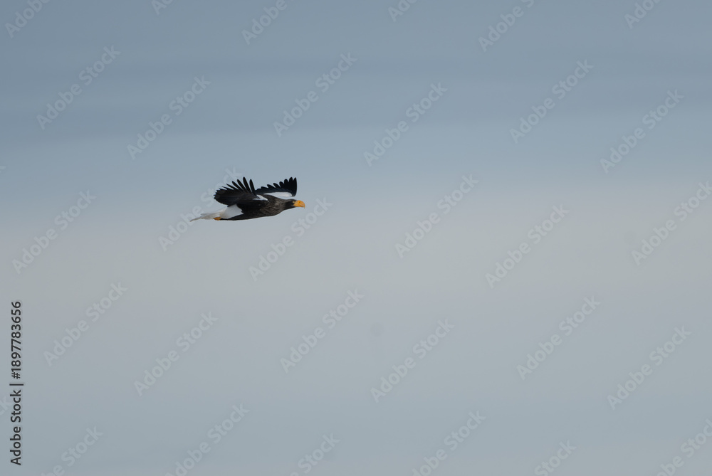 Fototapeta premium Steller's Sea Eagle flying
