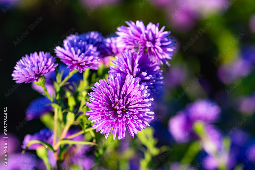 Fototapeta premium Asteraceae Aster perennial herbaceous plants
