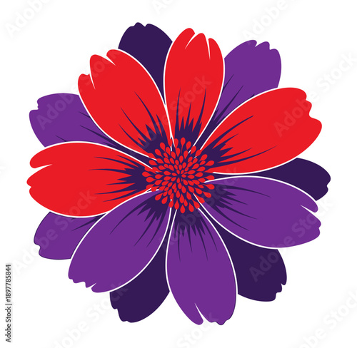 colorful illustration of a red and purple flower with many petals on white background
