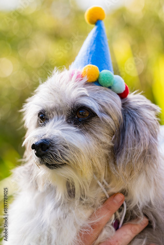 Fotografía A scruffy white and grey dog wears a blue party hat with colorful pom-poms