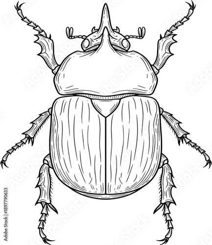 Beetle line art vector illustration featuring detailed insect anatomy, symmetrical black and white engraving style bug drawing isolated on white background