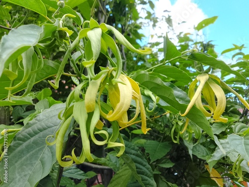 ylang ylang flower (Cananga odorata) hanging on tree branch in tropical garden.
