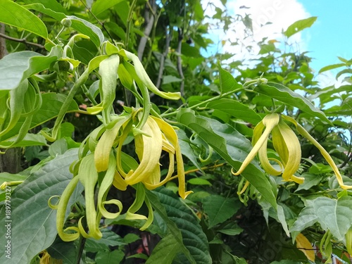 ylang ylang flower (Cananga odorata) hanging on tree branch in tropical garden.