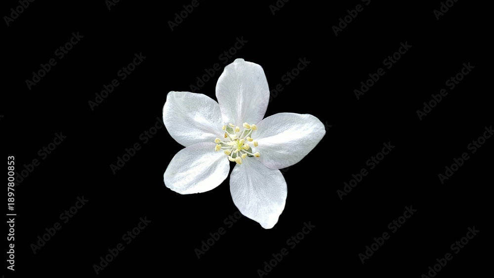 Obraz premium white flower isolated on black