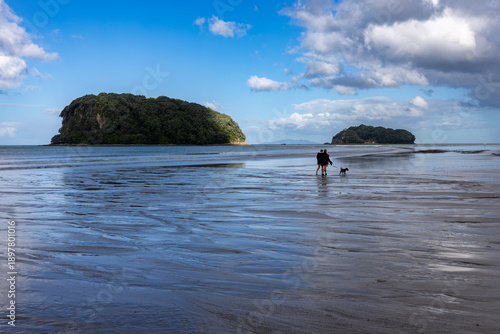 Two people and their small dog enjoy a leisurely walk on a vast, wet sandy Whangamata beach at low tide, with Clark island in the background. Coromandel Peninsula, New Zealand.