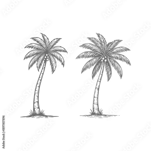 Hand-drawn Tropical Palm Trees Sketch