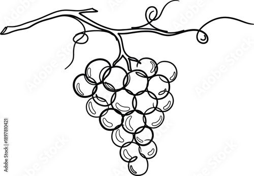 Hand-drawn illustration of a ripe bunch of grapes hanging from a vine