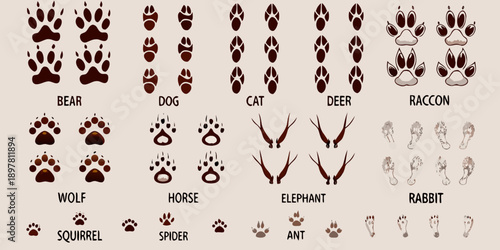Animal footprints a comparative illustration of various species tracks