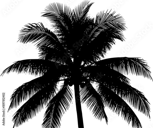 tropical coconut, palm tree silhouette