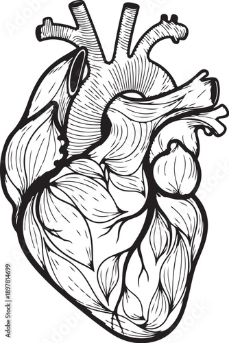 Detailed illustration of a human heart anatomy in black