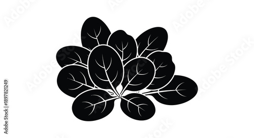 A striking black and white illustration depicts a cluster of rounded leaves showcasing botanical simplicity high quality professional