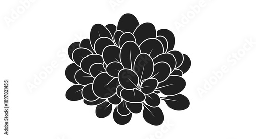 A striking black and white silhouette depicts a dense cluster of overlapping succulent leaves forming a floral shape