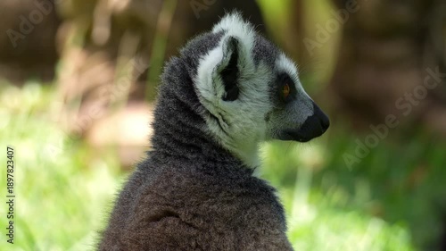Close up shot of a ring-tailed lemur (Lemur catta) sitting and resting under the shade, looking around the surroundings.