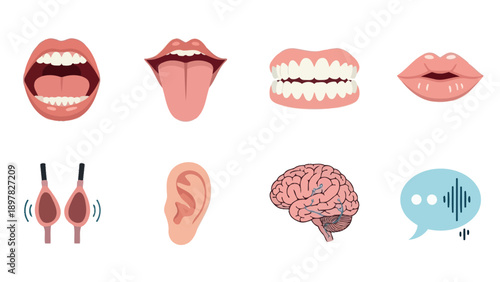 Comprehensive graphic showcasing various human anatomical parts involved in speech, hearing, and communication, ideal for educational materials, medical presentations, or scientific