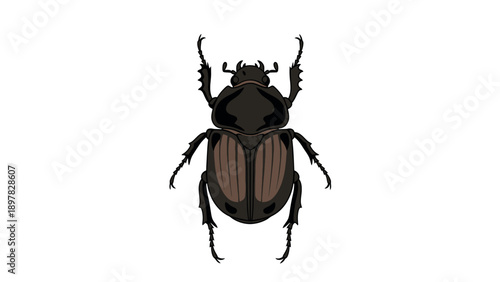 Sturdy dark brown beetle with textured elytra and six prominent legs viewed from above, perfect for nature educational materials or wildlife themed presentations.