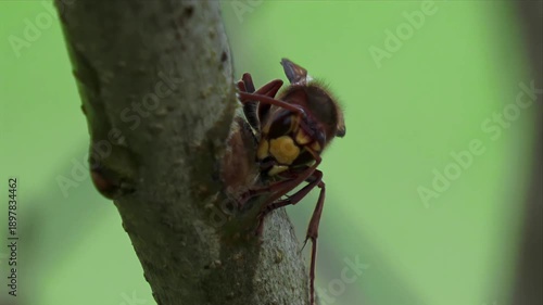 European hornet feeding on tree bark – extreme macro wildlife close-up