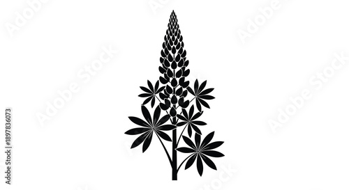 A striking black and white illustration depicts a lupine flower s tall dense spike and distinct palmate leaves