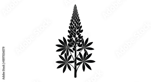 A striking black and white illustration depicts a lupine flower stalk with detailed textured blooms and leaves high quality professional