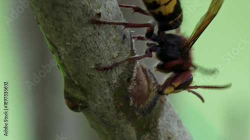 European hornet feeding on tree bark – extreme macro wildlife close-up