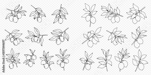 Set of hand-drawn botanical illustrations featuring various fruit branches and leaves in a detailed outline style.