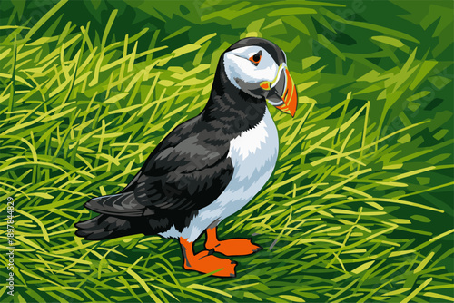 Puffins nest in coastal cliffs and burrows