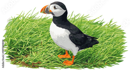 Puffins nest in coastal cliffs and burrows