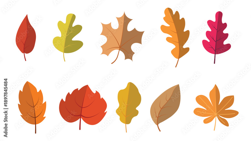 Obraz premium Colorful Autumn Leaves Collection Isolated on White Background