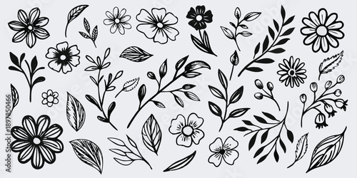 Botanical sketches of various flowers leaves and delicate floral arrangements