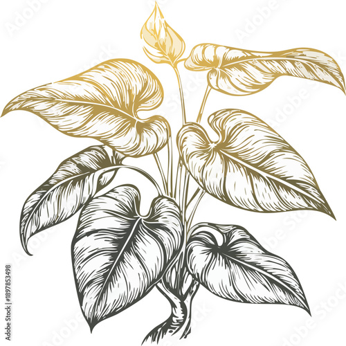 Hand drawn engraving botanical illustration of a single Golden Pothos