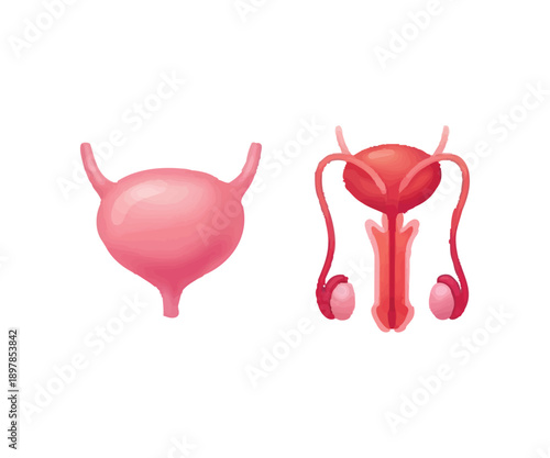 Human Urinary System and Male Reproductive Organs Medical Illustration