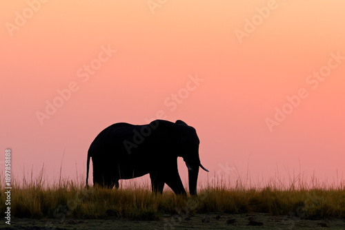 An African elephant (Loxodonta africana) silhouetted against an orange sky at sunset, Chobe National Park, Botswana