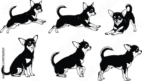 Six black and white chihuahua dogs in various poses puppy animal