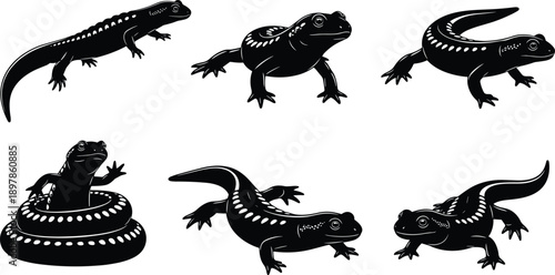 Six black salamander with white spots on white background newt amphibian reptile