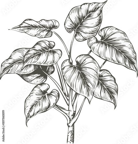 Hand drawn botanical illustration of a single Golden Pothos (Epipremnum aureum)