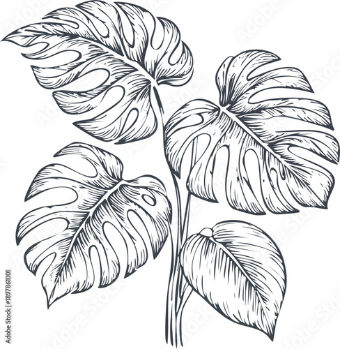 Hand drawn engraving botanical illustration of Monstera deliciosa plant, detailed vintage