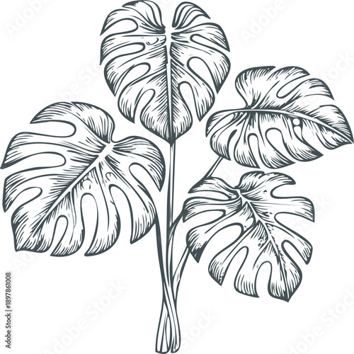 Hand drawn engraving botanical illustration of Monstera deliciosa plant