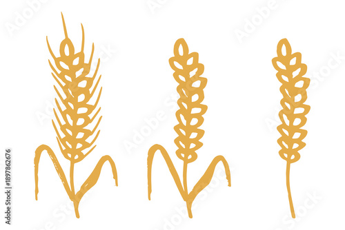 Set of hand drawn cereal wheat oat rye barley rice ears spikelet clipart Organic wheat bread agriculture farming harvest healthy food Single element for design print packaging label decor