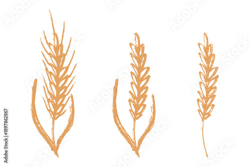 Set of hand drawn cereal wheat oat rye barley rice ears spikelet clipart Organic wheat bread agriculture farming harvest healthy food Single element for design print packaging label decor