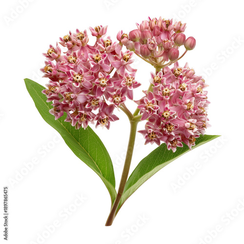 Narrow-leaved swamp milkweed with clusters of pink to mauve blooms  isolated on transparent background png