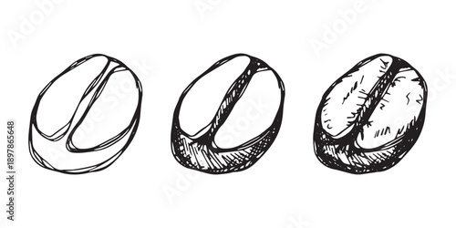 Set of hand drawn fresh roasted coffee bean Arabica robusta seed doodle Single element for design print packaging label decor