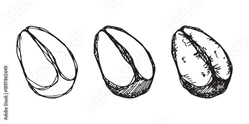 Set of hand drawn fresh roasted coffee bean Arabica robusta seed doodle Single element for design print packaging label decor