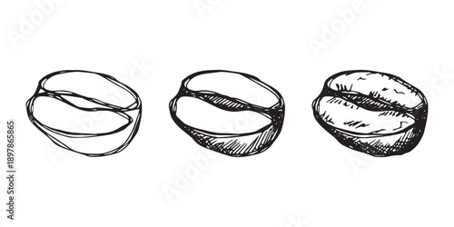 Set of hand drawn fresh roasted coffee bean Arabica robusta seed doodle Single element for design print packaging label decor