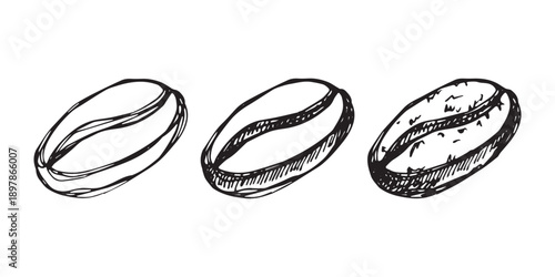 Set of hand drawn fresh roasted coffee bean Arabica robusta seed doodle Single element for design print packaging label decor