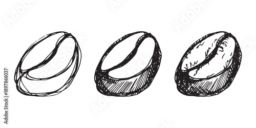 Set of hand drawn fresh roasted coffee bean Arabica robusta seed doodle Single element for design print packaging label decor