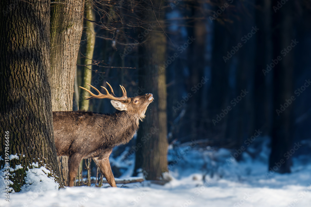 Fototapeta premium Deer stands in snow near trees while lifting its head in a forest setting during winter time