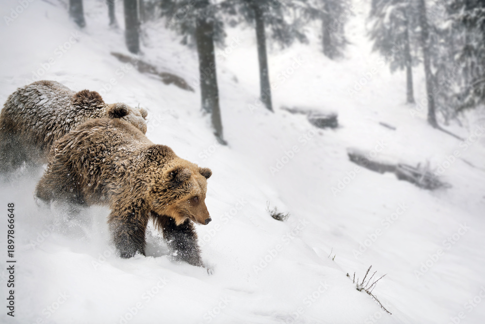 Obraz premium Bears walk through snow-covered forest in winter during cold weather