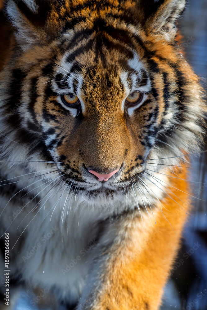 Fototapeta premium Close encounter with a tiger at a wildlife sanctuary during the daytime