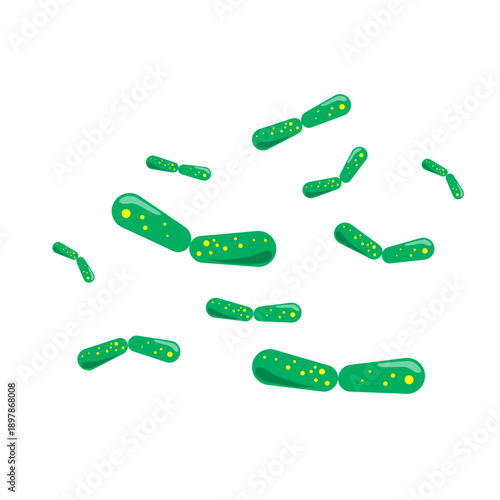 Bacilli illustration
